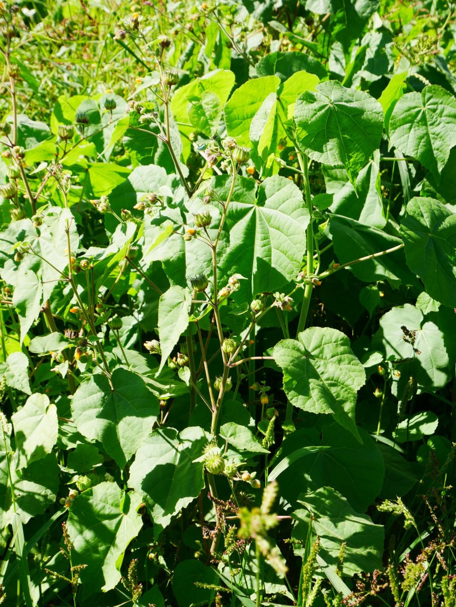 Abutilon theophrasti Aldatz inguruan