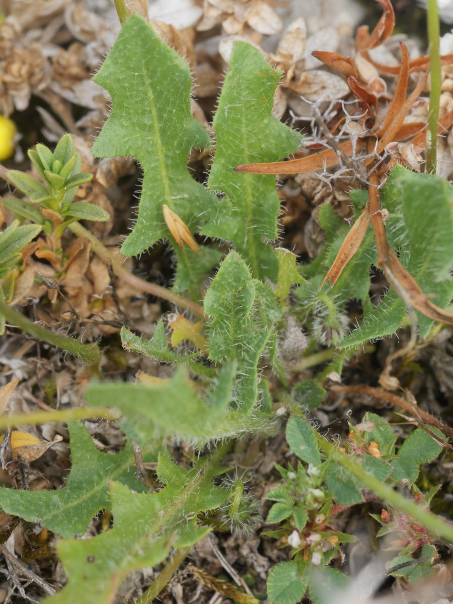 Leontodon taraxacoides taraxacoides Urbasa aldean