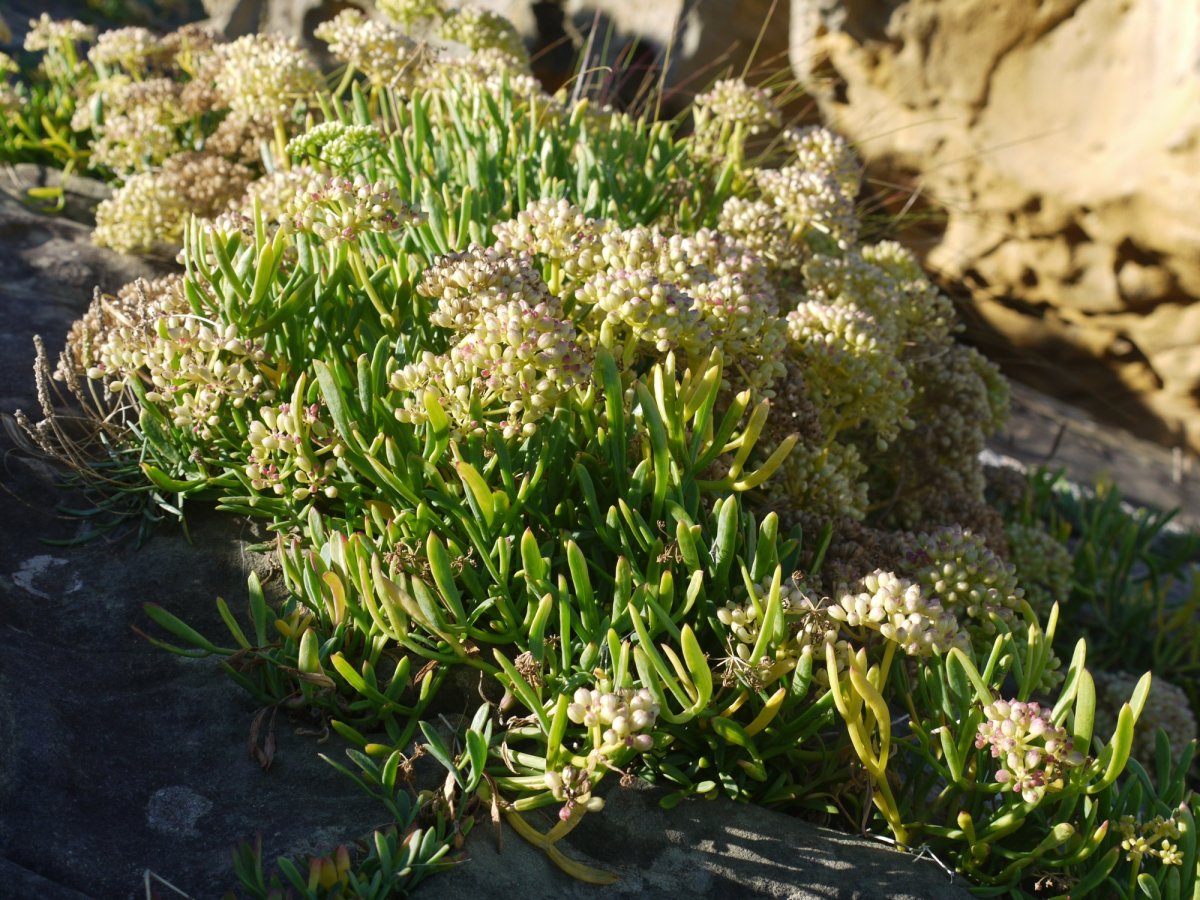 Crithmum maritimum Jaizkibelgo itsasertzean