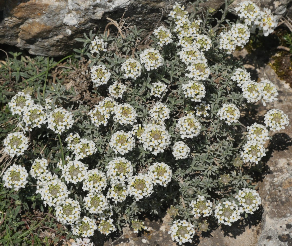 Alyssum lapeyrousianum