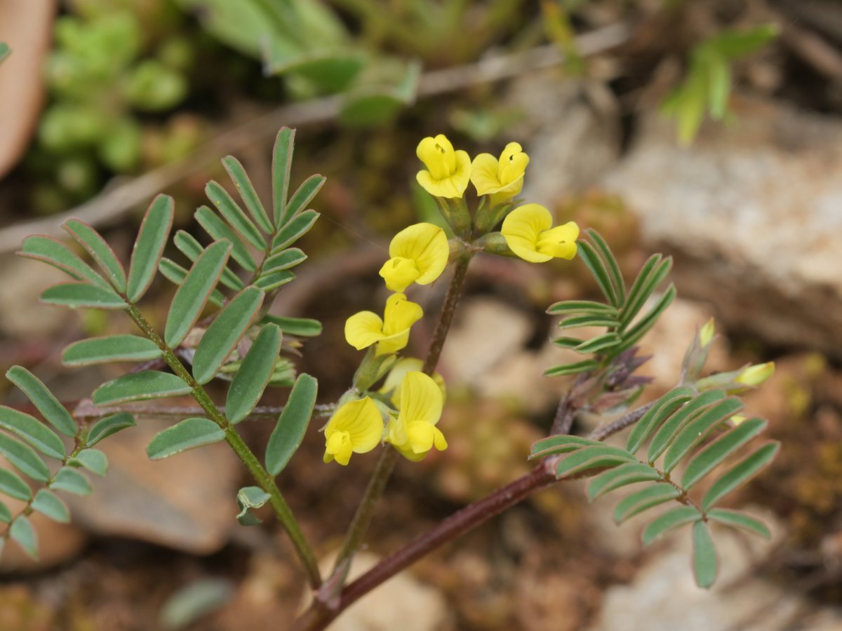 Hippocrepis ciliata Etxauri mendian
