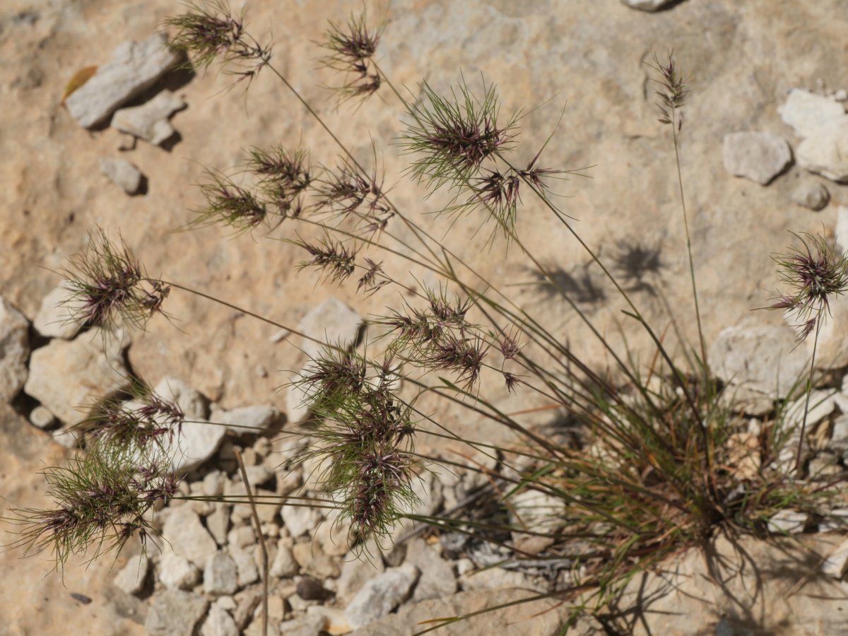 Poa bulbosa, Etxauri inguruan