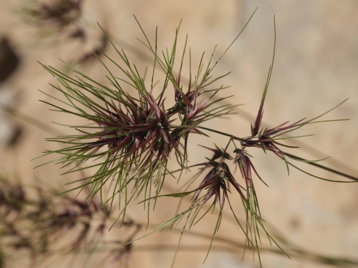Poa bulbosa Etxauri inguruan