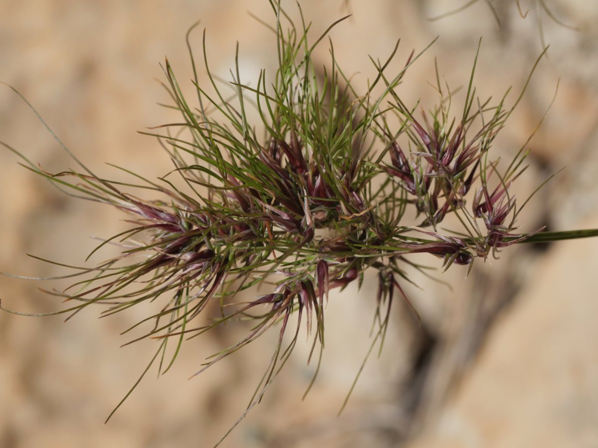 Poa bulbosa Etxauri inguruan
