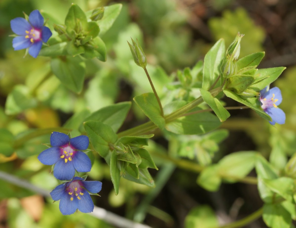 Anagallis foemina, Etxauri aldean