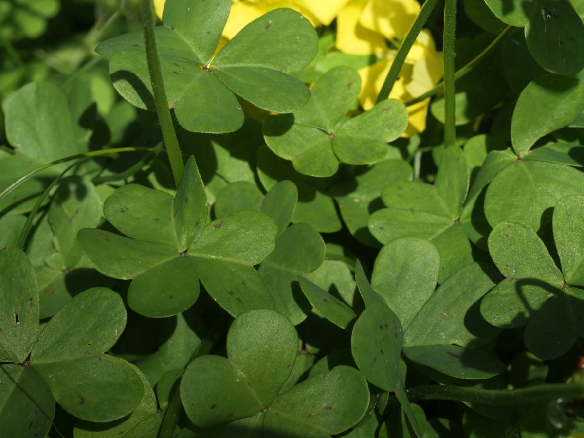 Oxalis pes-caprae Zarautz aldean