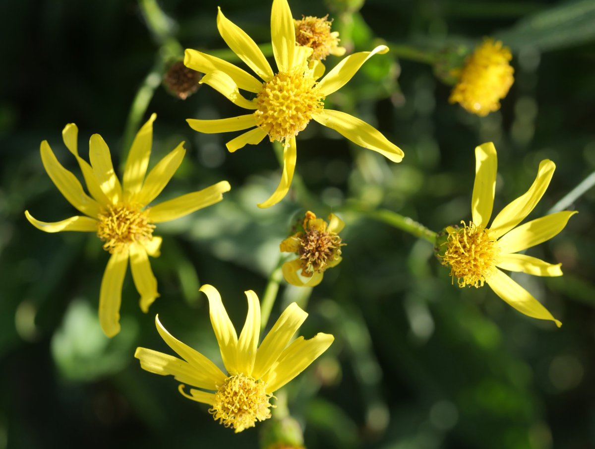 Bideak, arekak, etzeak eta lurra eraldatuta dagoen beste leku batzuk