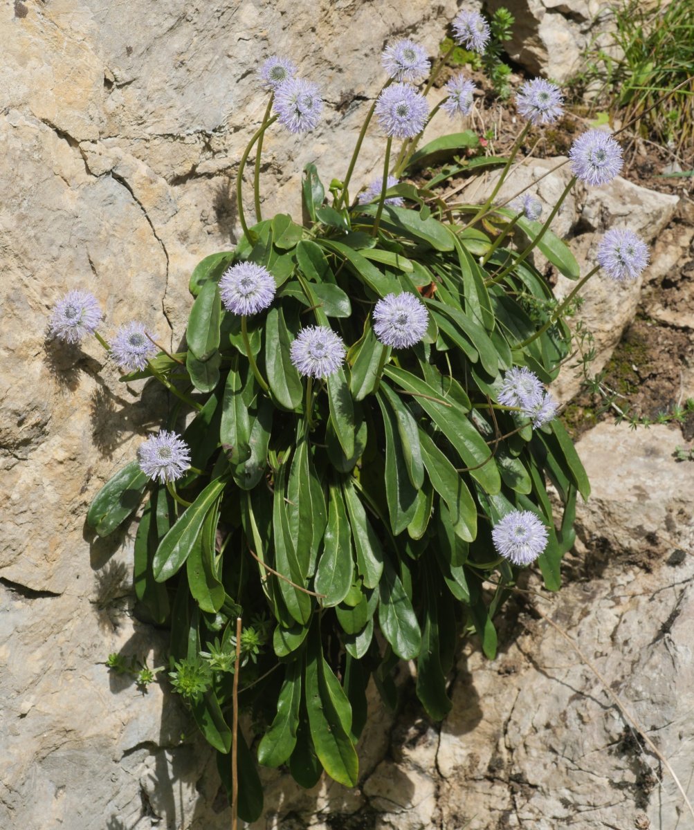 Globularia nudicaulis Irurtzun aldean