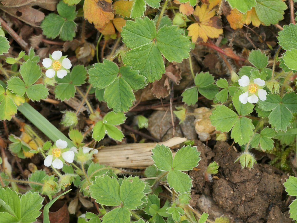 Potentilla sterilis Mugiro aldean