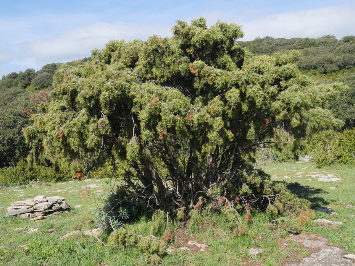 Juniperus oxycedrus Etxauri mendian