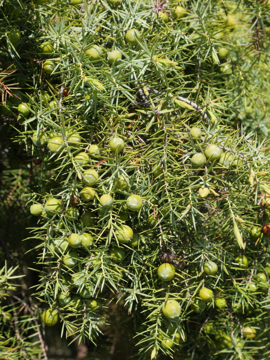 Juniperus oxycedrus Etxauri mendian