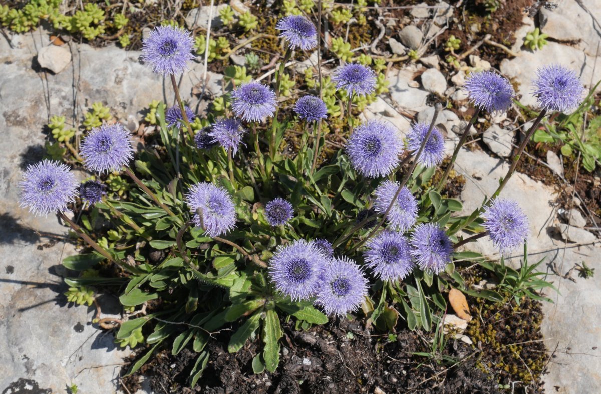 Globularia vulgaris Etxauri mendian