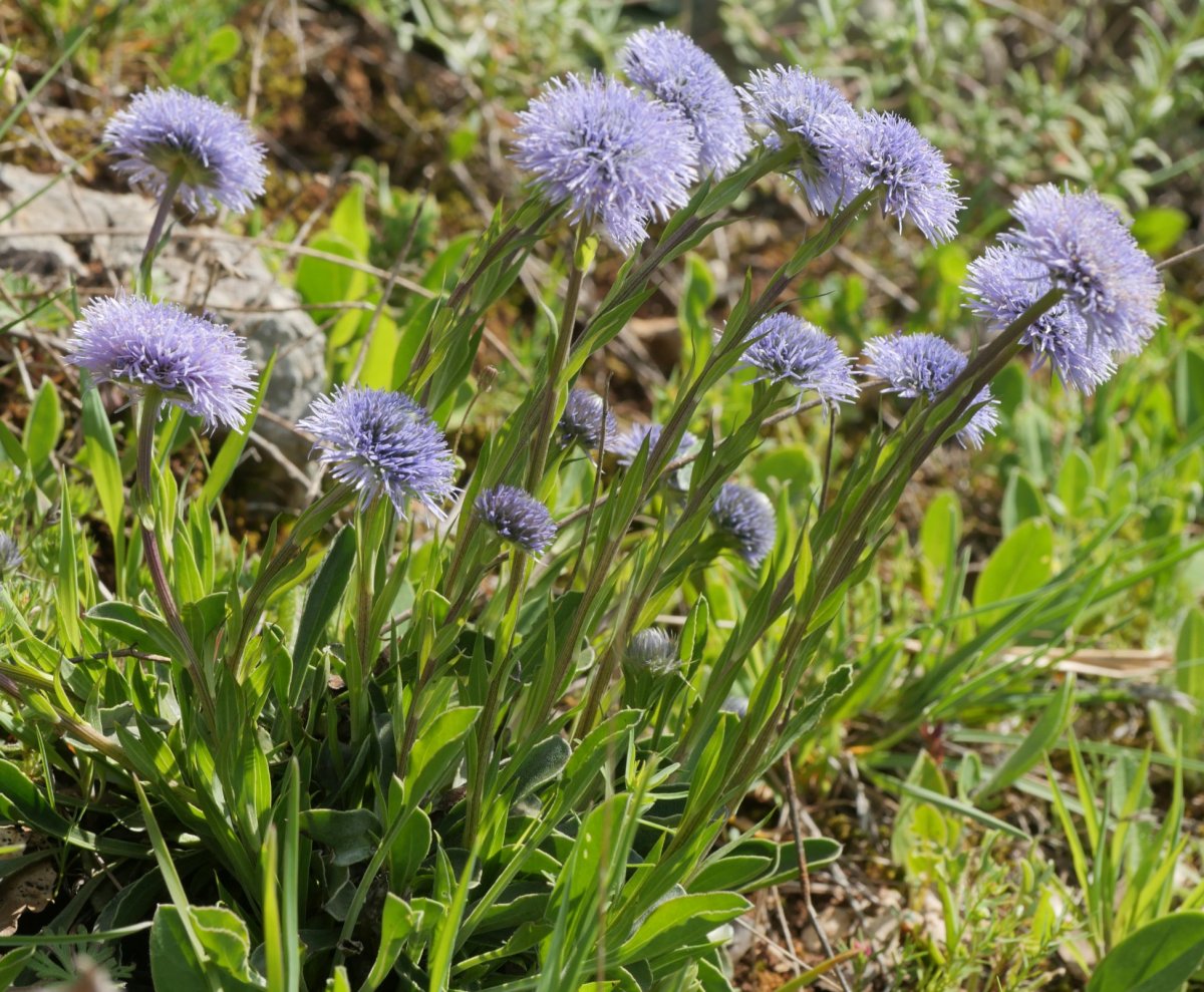 Globularia vulgaris, Etxauri mendian