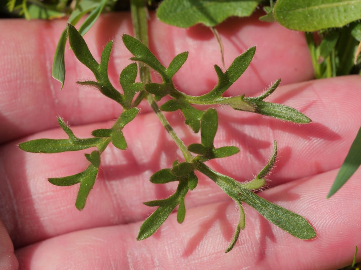 Ranunculus paludosus Etxauri mendian