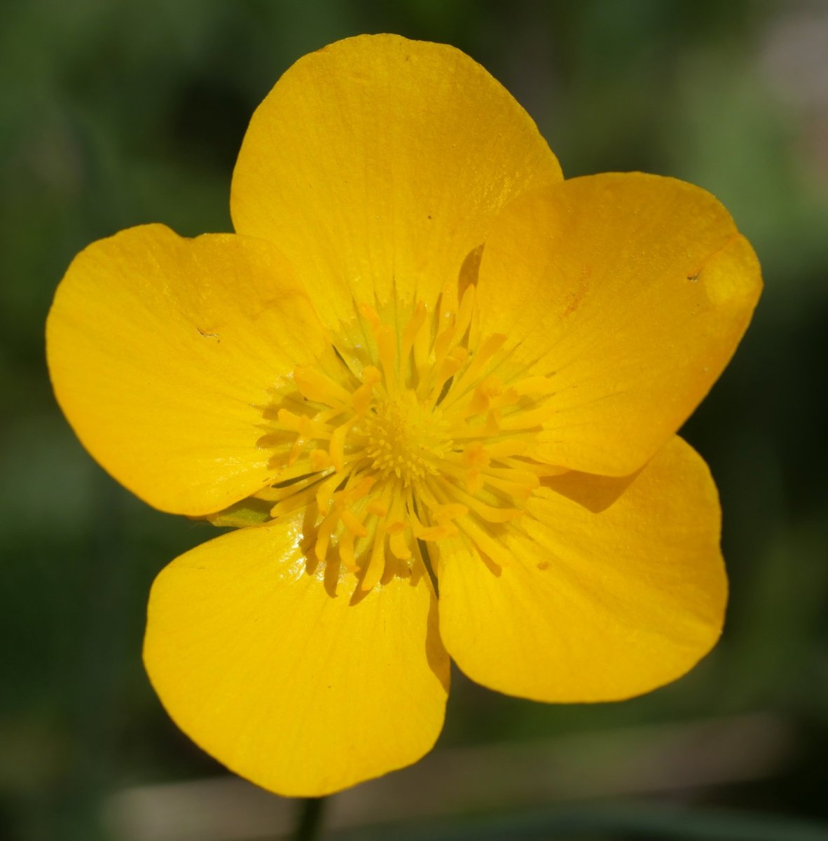 Ranunculus paludosus Etxauri mendian
