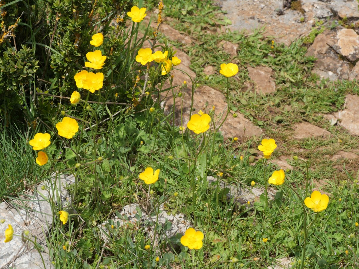 Ranunculus paludosus Etxauri mendian