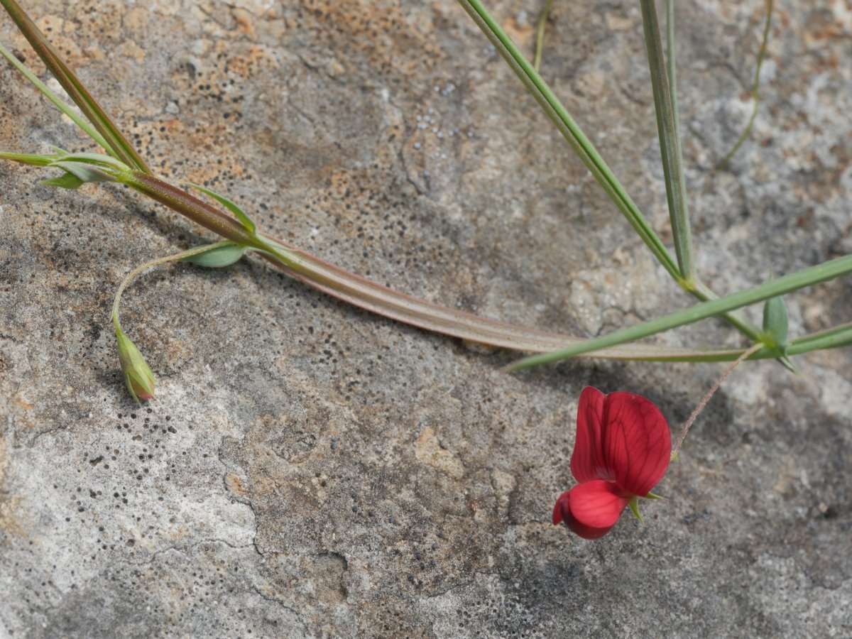 Lathyrus setifolius Etxauri aldean