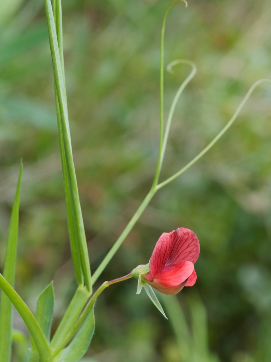 Lathyrus cicera Etxauri aldean