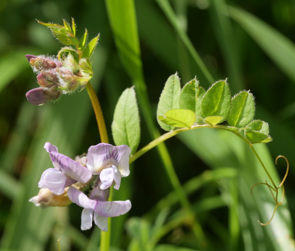 Vicia sepium Madotz aldean