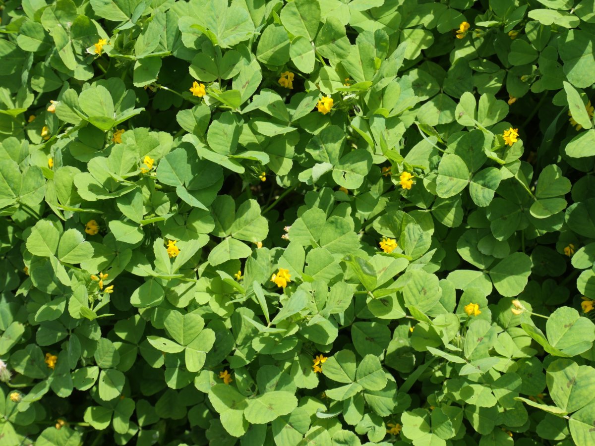 Medicago arabica, Madotz aldean