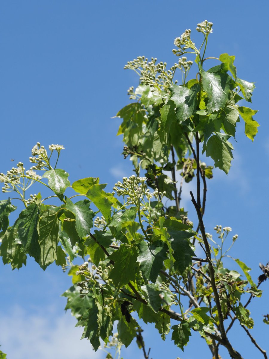 Sorbus torminalis, Arburu mendian