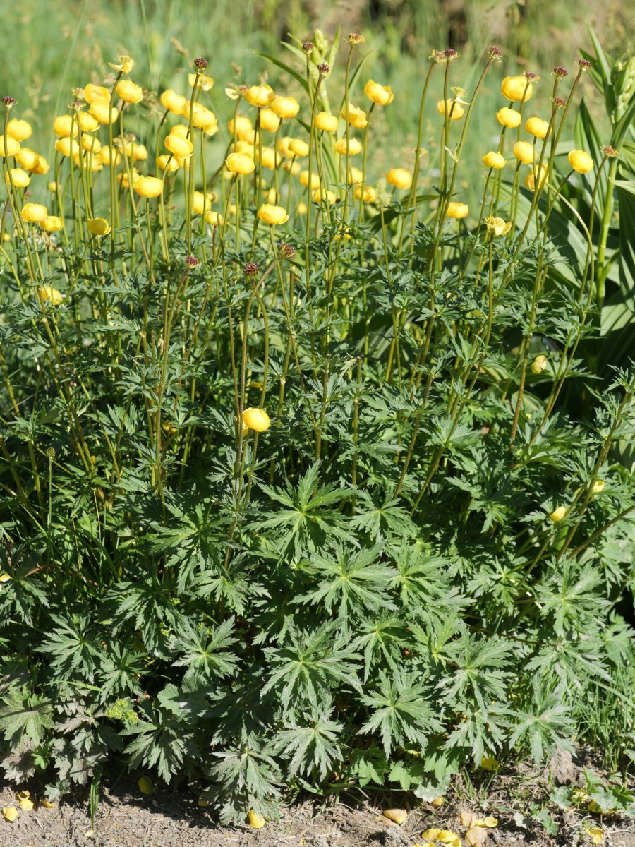 Trollius europaeus Culivillas sakanean