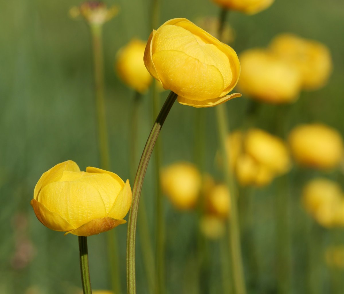 Trollius europaeus Culivillas sakanean