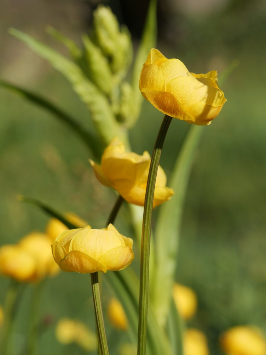 Trollius europaeus Culivillas sakanean