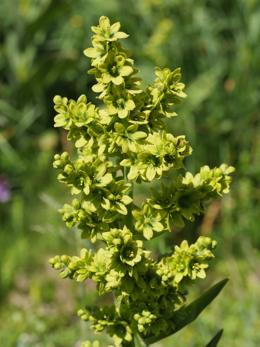 Veratrum album Culivillas sakanean