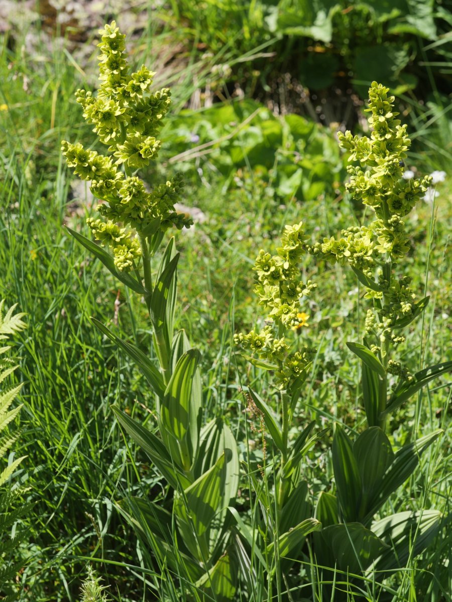 Veratrum album Culivillas sakanean
