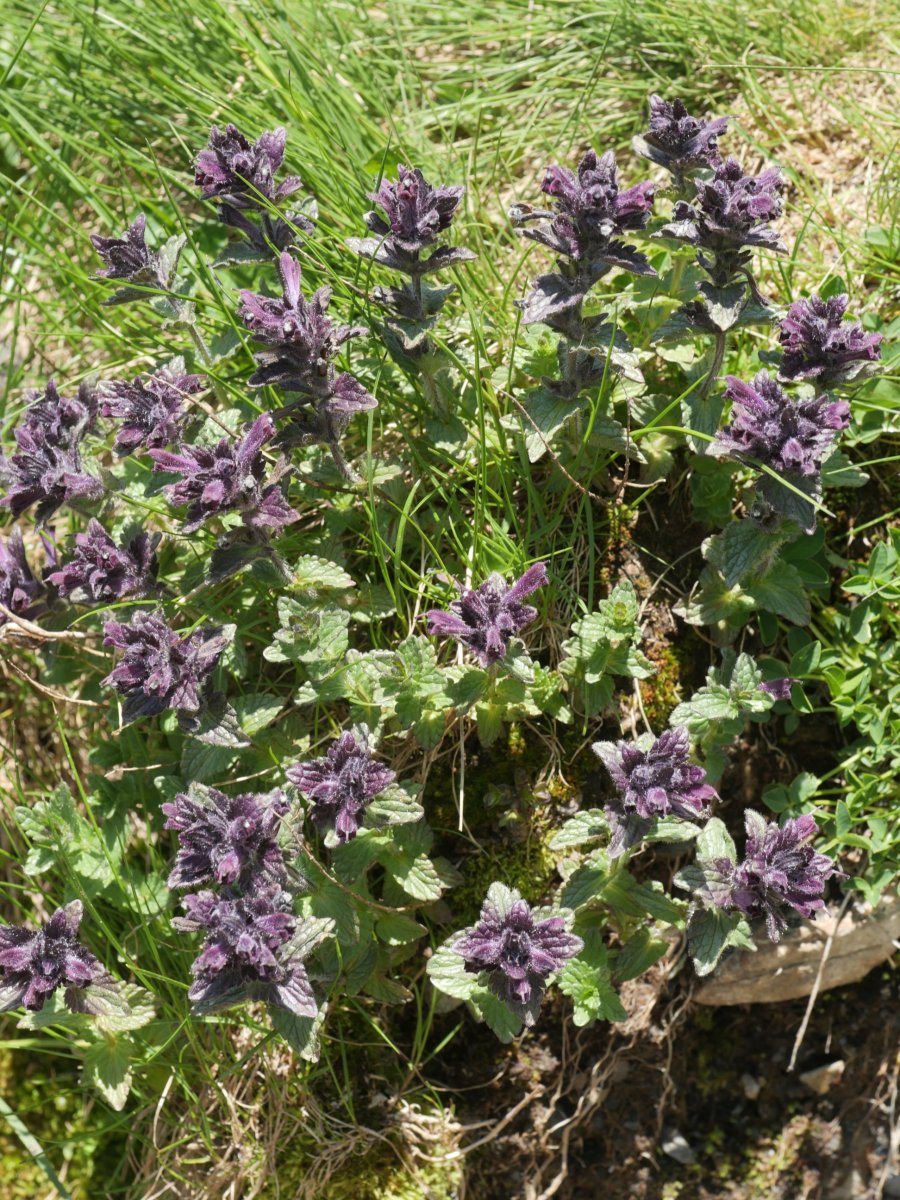 Bartsia alpina Peyreget mendiaren magalean