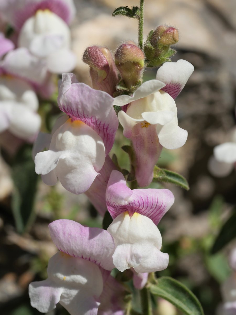 Antirrhinum molle Musales aldean