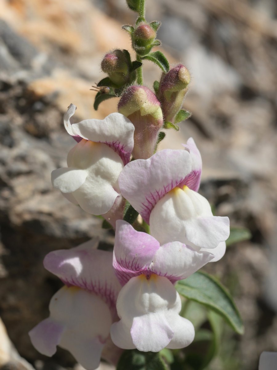 Antirrhinum molle Musales aldean