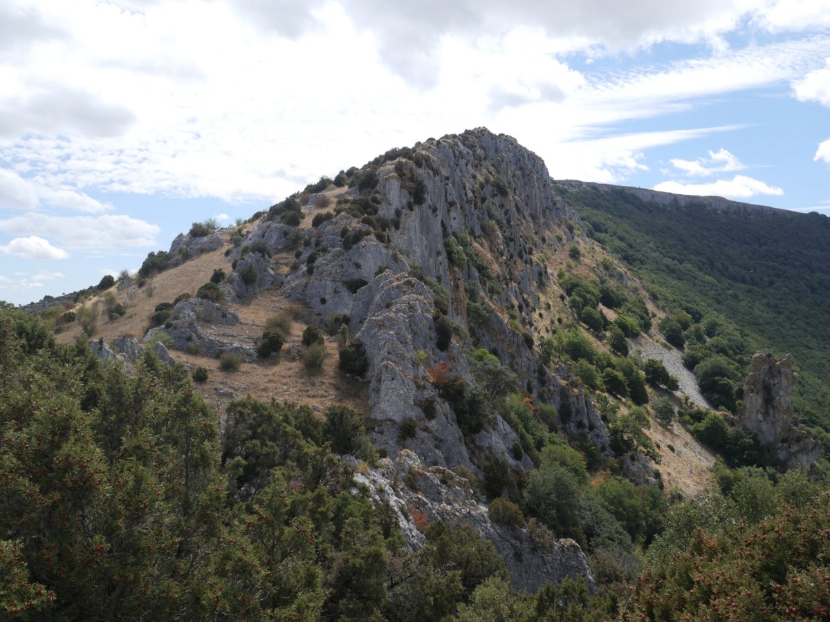 Iparraldeko gandorra, Saldise