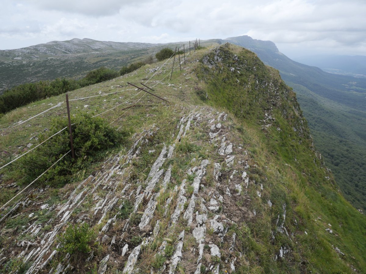 Idoitxiki tontorra ekialdetik
