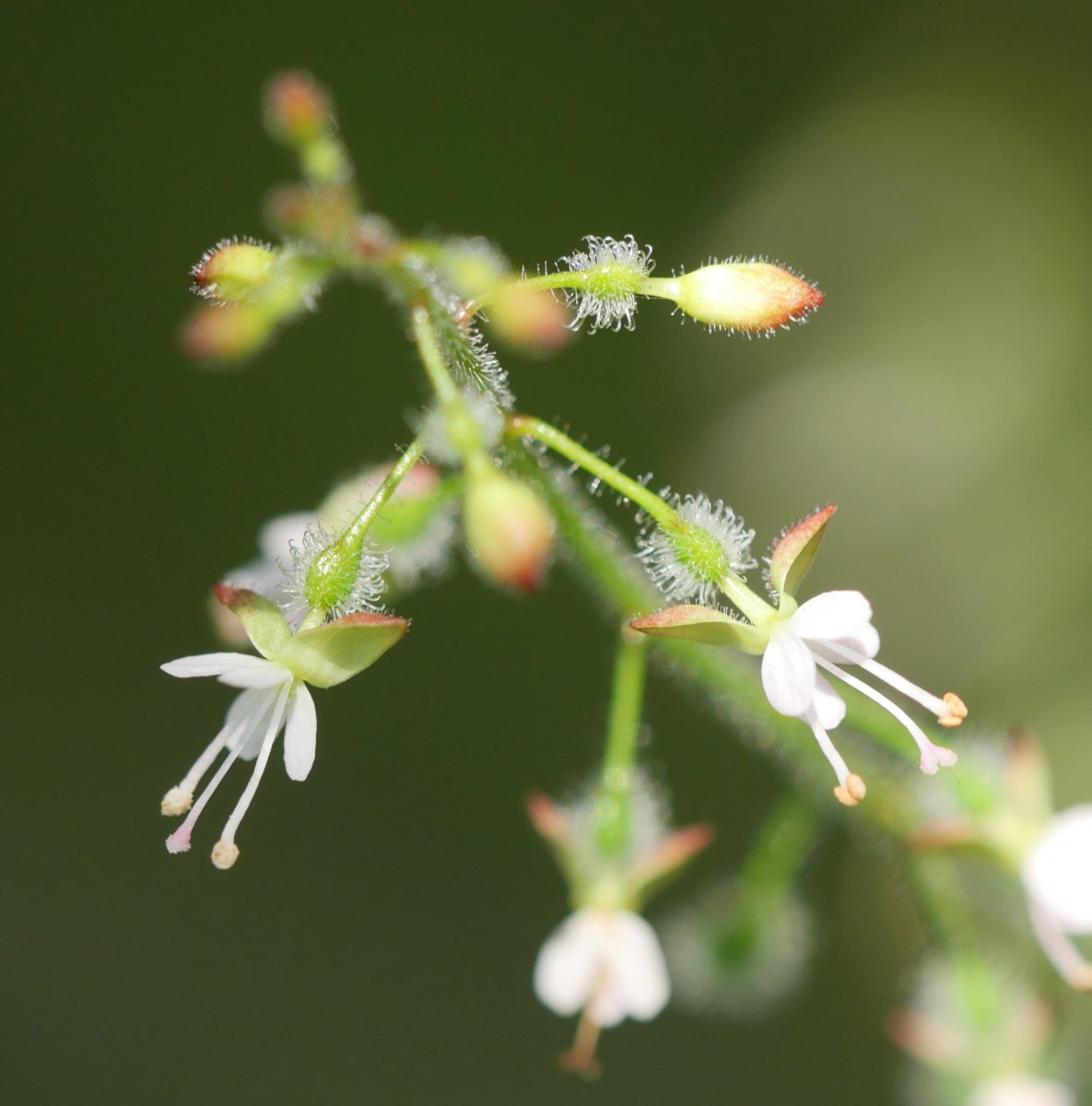 Circaea lutetiana lutetiana Errenterian