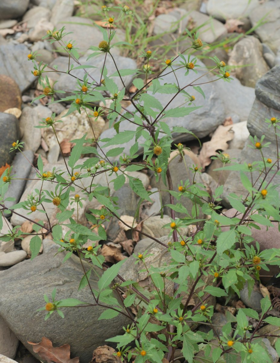 Bidens frondosa Urumean, Añarbe aldean