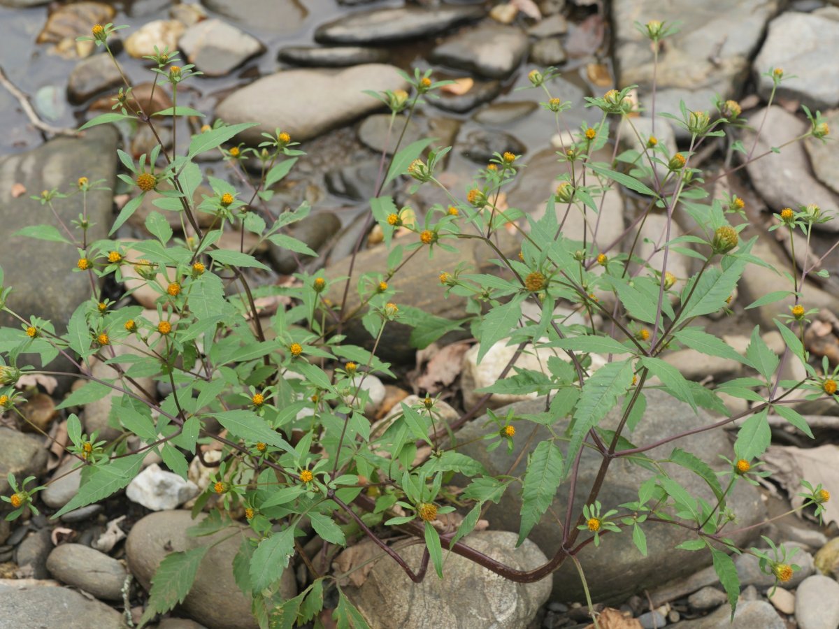 Bidens frondosa Urumean, Añarbe aldean