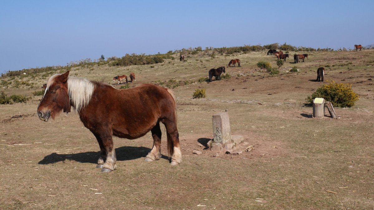 R16 mugarria Erentzazun