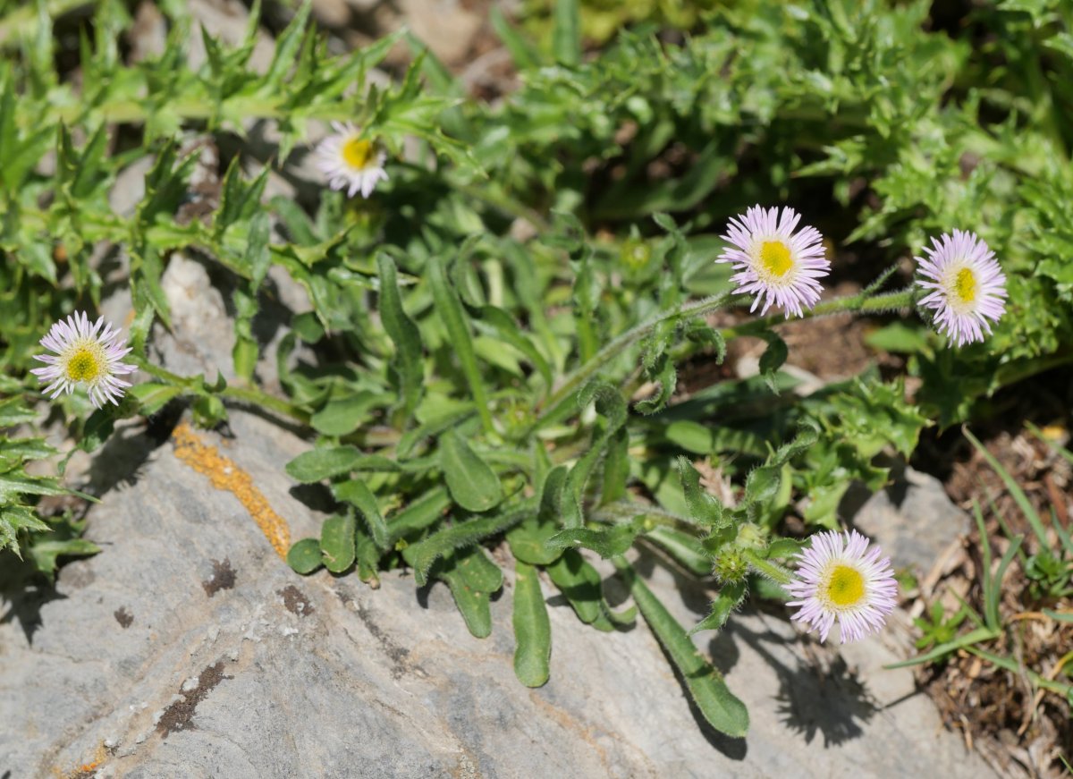 Erigeron alpinus Anéou aldeko mendietan
