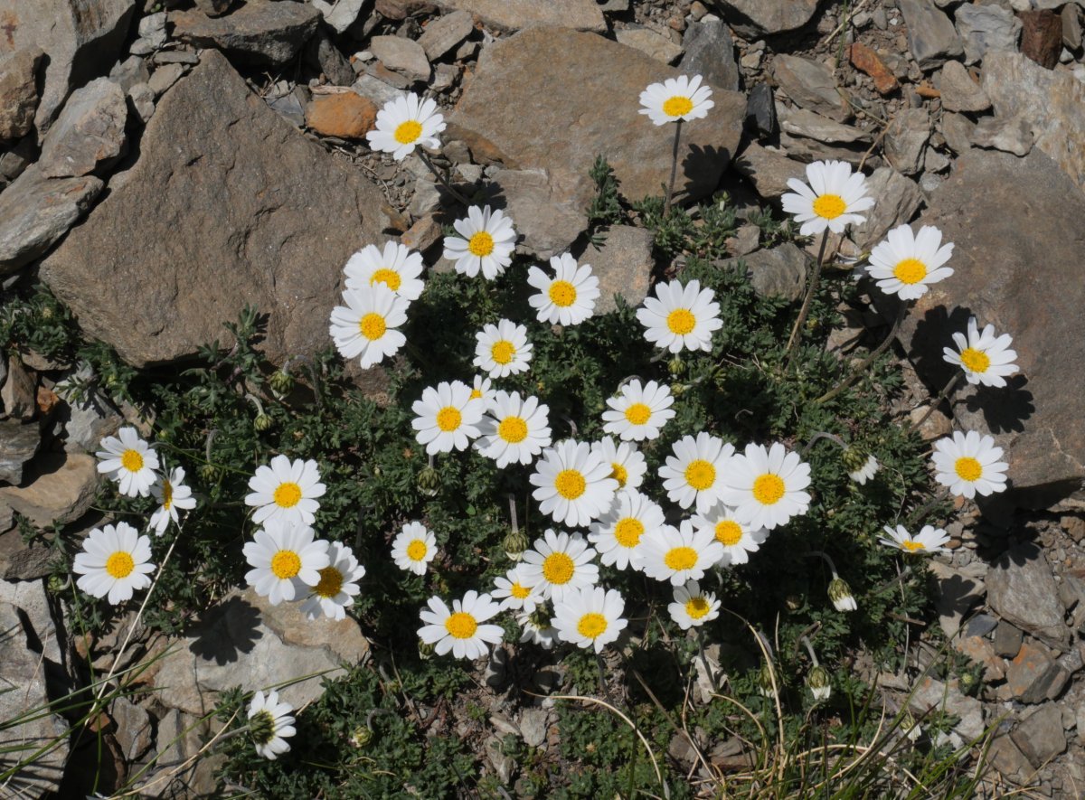 Leucanthemopsis alpina d'Anéou eta Peña Blanca arteko bizkarrean