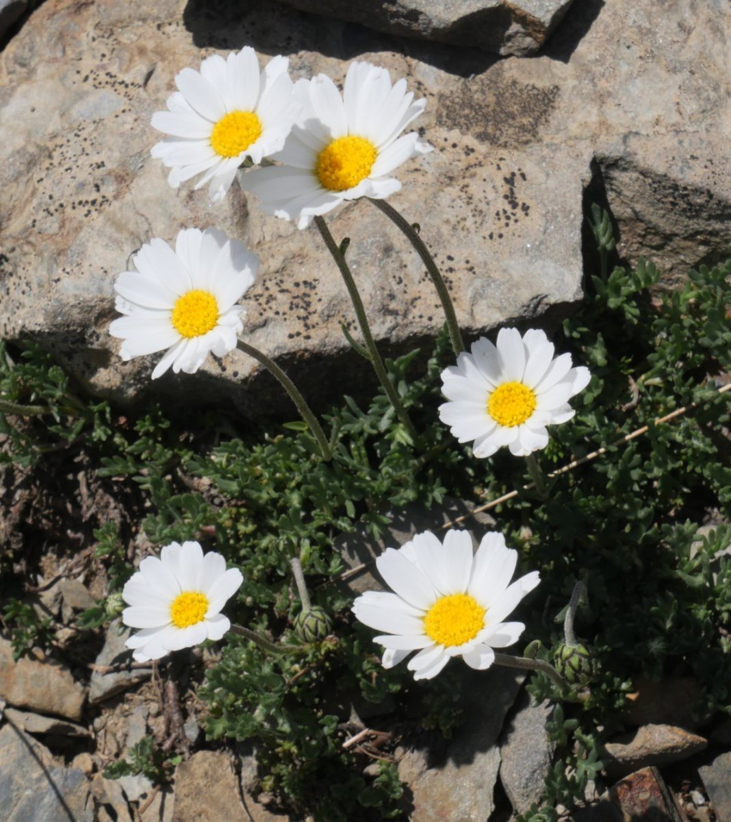Leucanthemopsis alpina d'Anéou eta Peña Blanca arteko bizkarrean