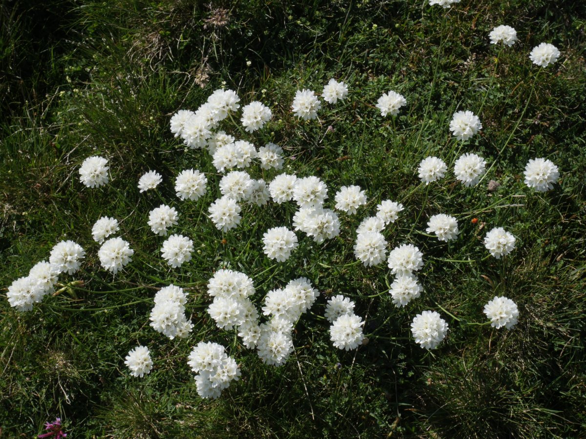 Armeria pubinervis pubinervis Larra aldean