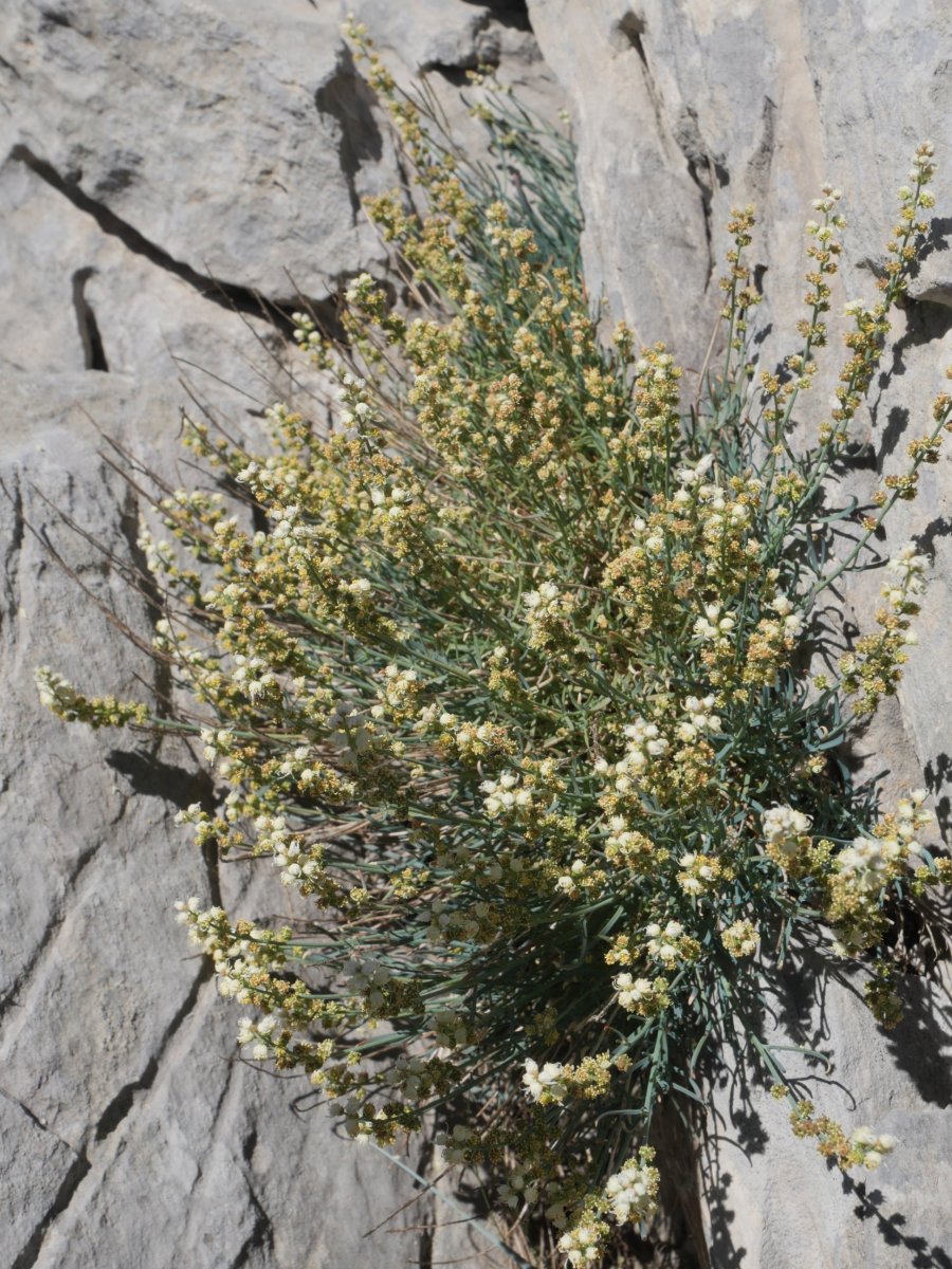Reseda glauca Larra aldean