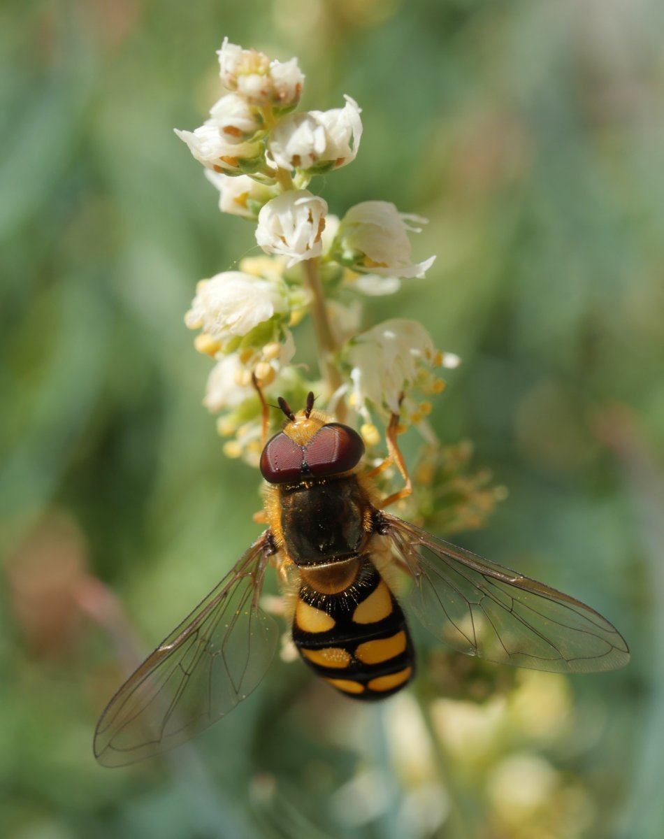 Reseda glauca Larra aldean