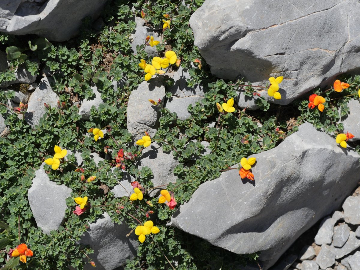 Lotus corniculatus Larra aldean