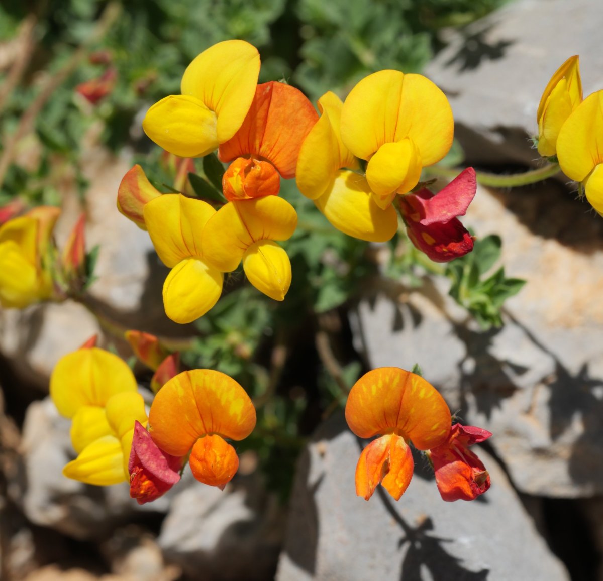 Lotus corniculatus Larra aldean