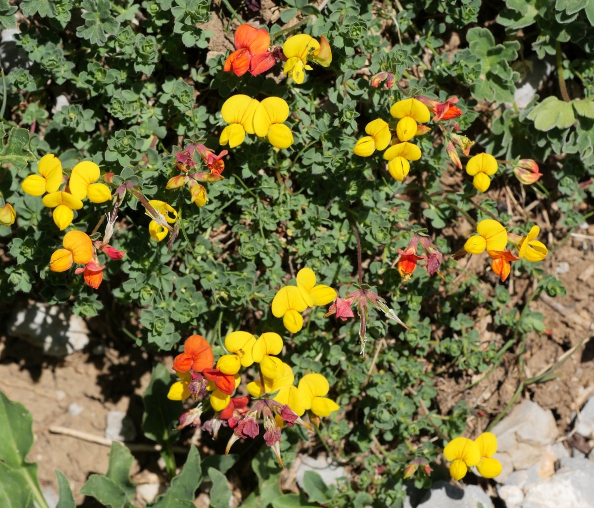 Lotus corniculatus Larra aldean