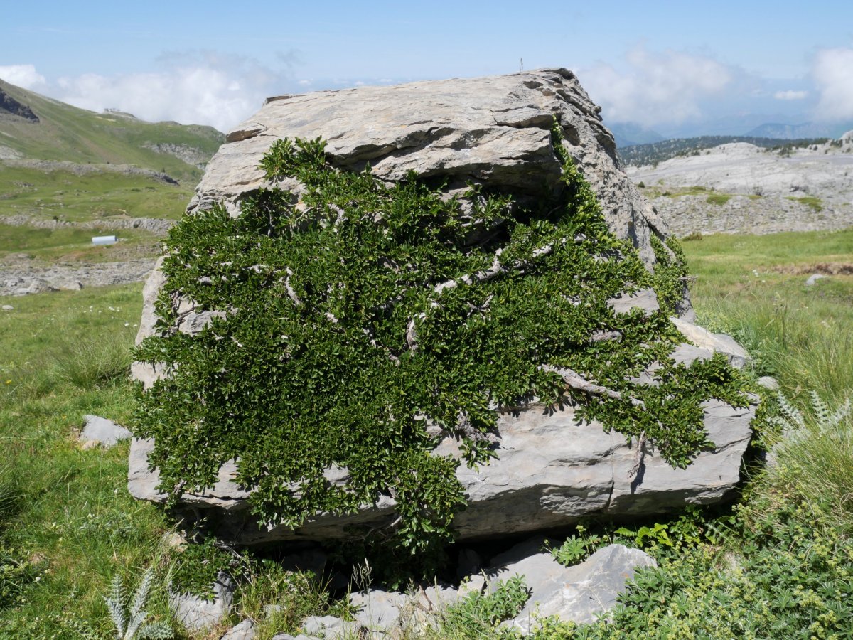 Rhamnus pumila haitz bat biltzen Larra aldean