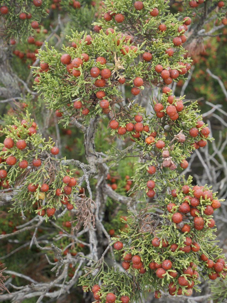 Juniperus phoenicea